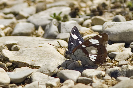 Blauweijsvogelvlinder080607A